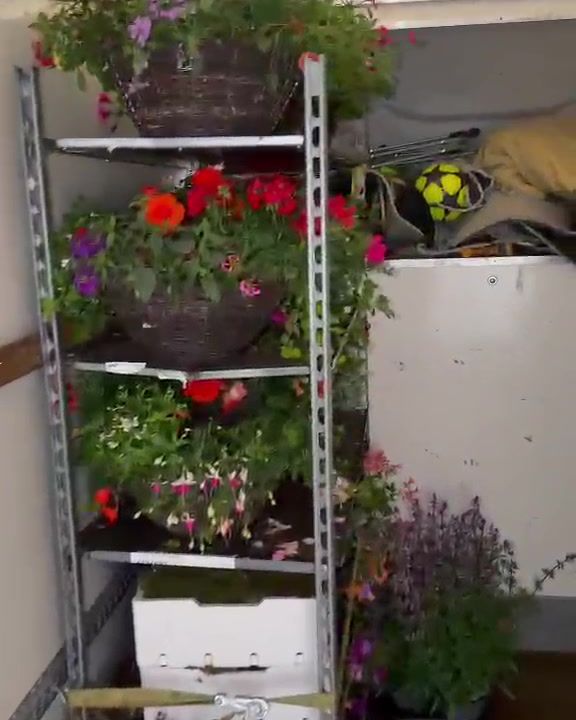 Wheeled trolleys of flowering hanging baskets inside the van